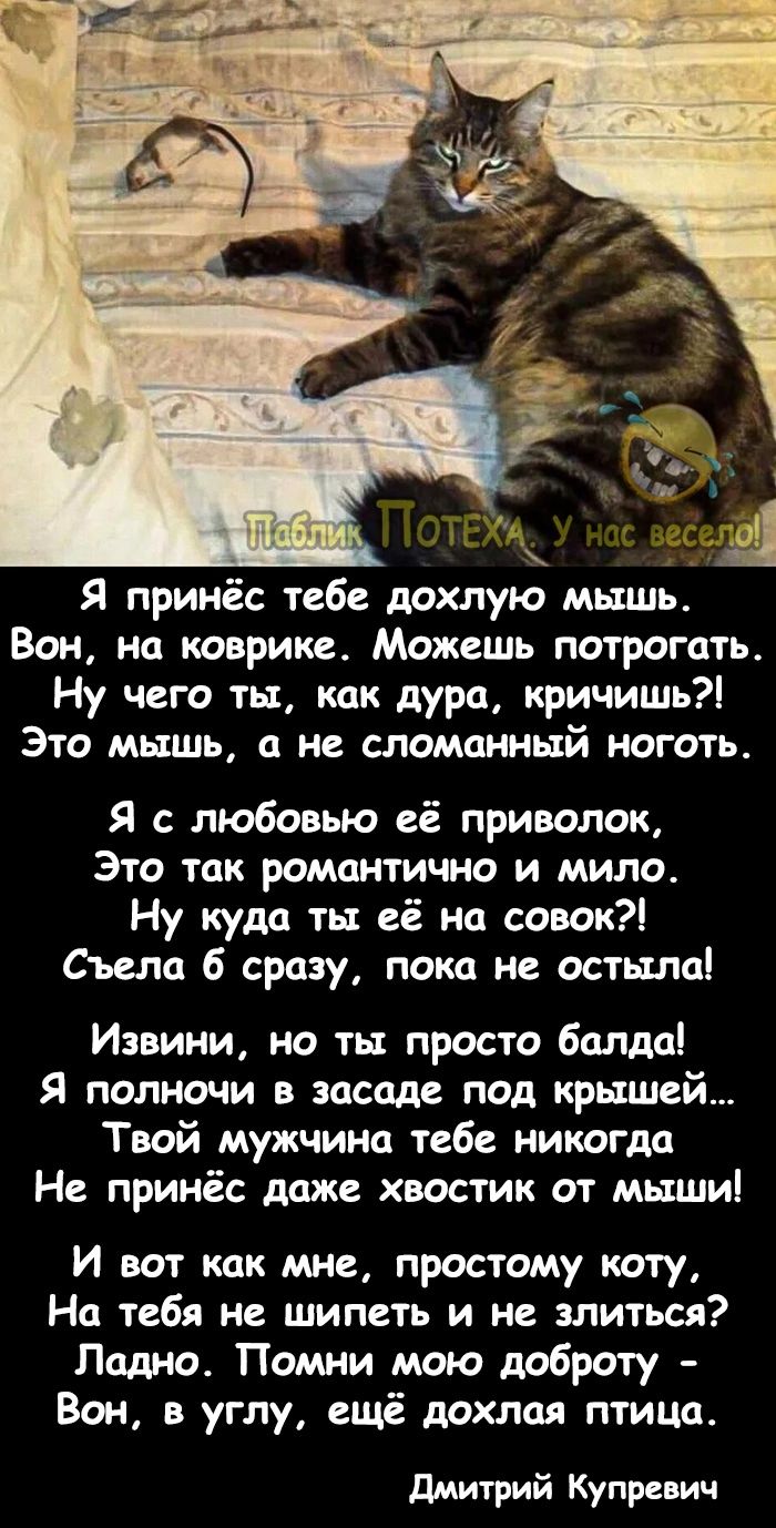Я принёс тебе дохлую мышь Вон нц коврике Можешь потрогать Ну чего ты как дура кричишь Это мышь с не сломанный ноготь Я с любовью её приволок Это так романтично и мило Ну куда ты её на совок Съем 6 сразу пока не остьшоі Извини но ты просто балдд Я полночи в засаде под крышей Твой мужчина тебе никогдд Не принёс даже хвостик от мыши И вот кпк мне простому коту На тебя шипеть и не злиться Ладно Помни 