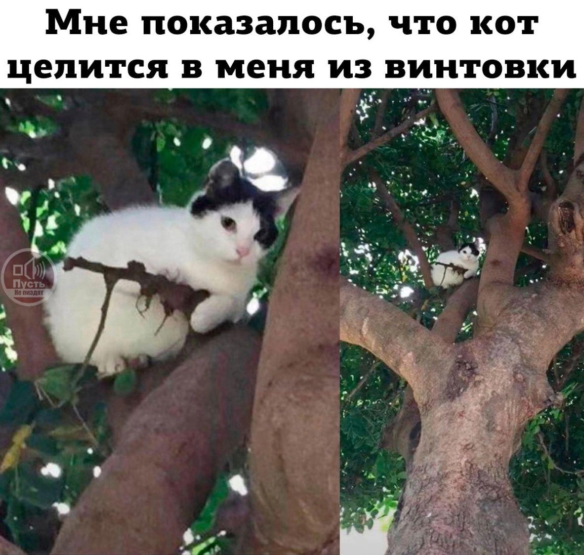 Мне ПОКЗЗЗПОСЪ ЧТО КОТ цепи я В меня ИЗ ВИНТОВКИ