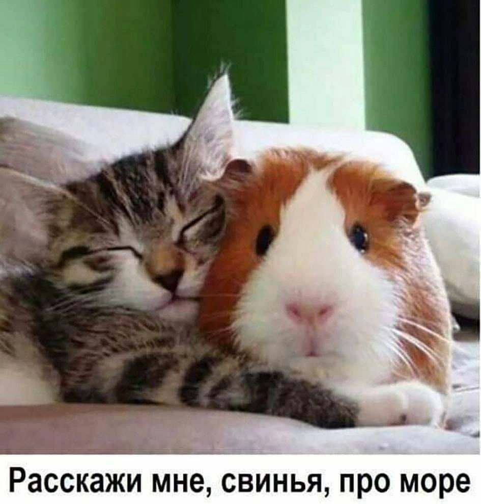 Расскажи мне СБИНЬЯ про море