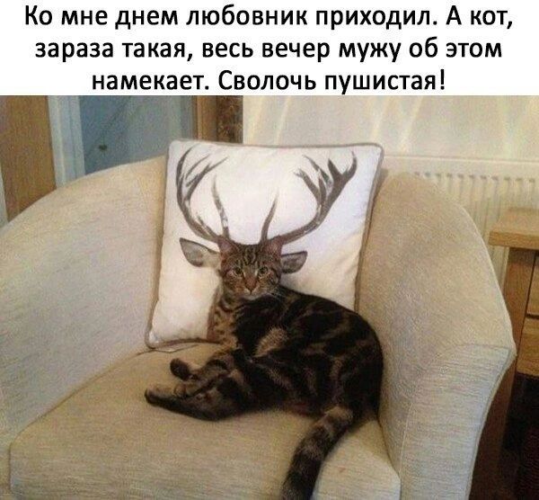 Ко мне днем любовник приходил А кот зараза такая весь вечер мужу об этом намекает Сволочь пушистая