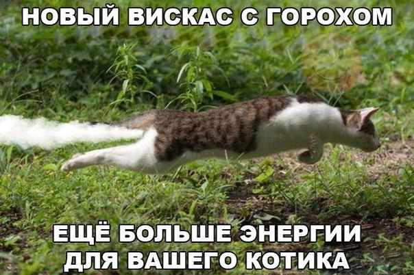 _ новый вискдс с горёхом