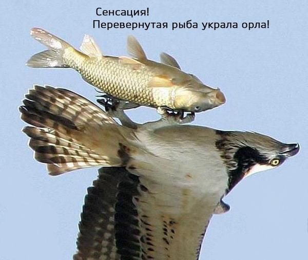Сенсацияі Перевернутап рыба украла орпаі