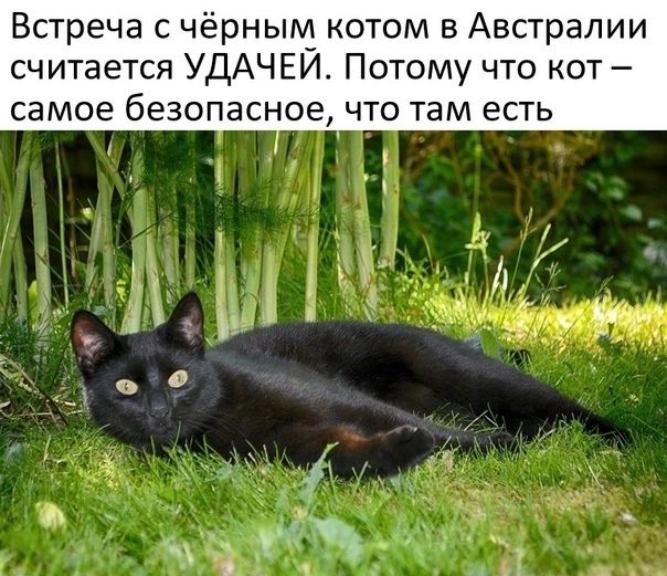 Встреча с чёрным ом в Австралии считается УДАЧЕИ По ому что от самое безопасное ЧТО там есть и _