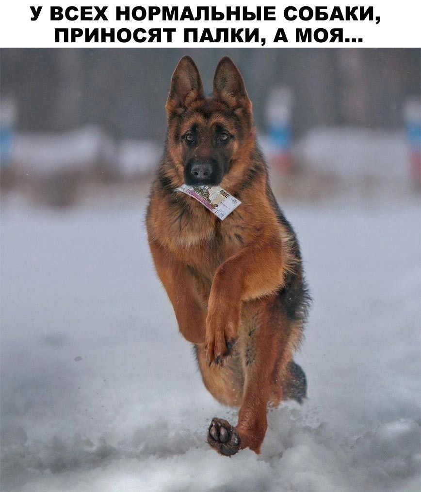 У ВСЕХ НОРМАЛЬНЫЕ СОБАКИ ПРИНОСЯТ ПАЛКИ А МОЯ