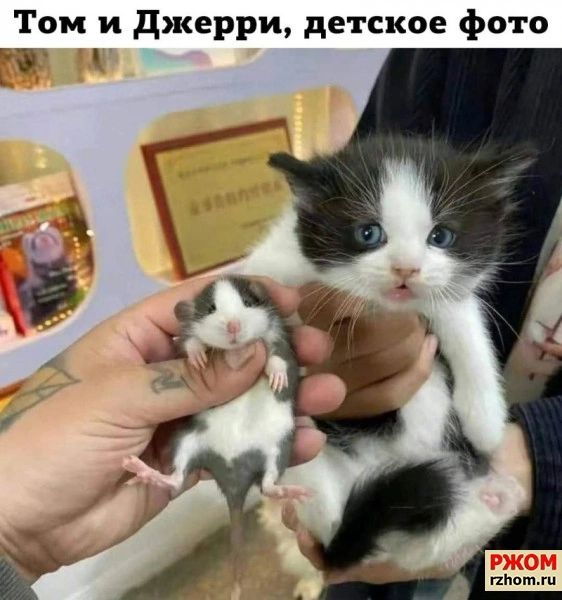 Том и джерри детское фото