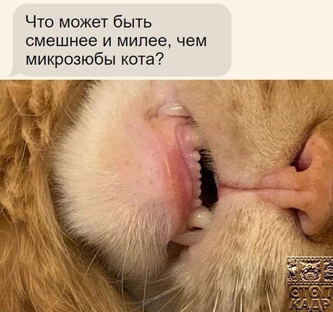 Что может быть смешнее и милее чем микрозюбы кста