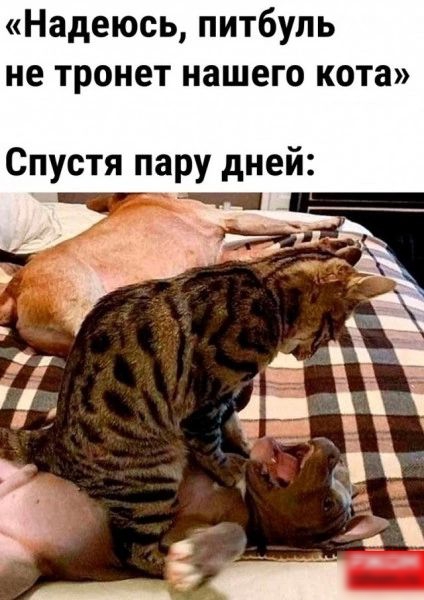 Надеюсь питбуль не тронет нашего кота Спустя пару дней