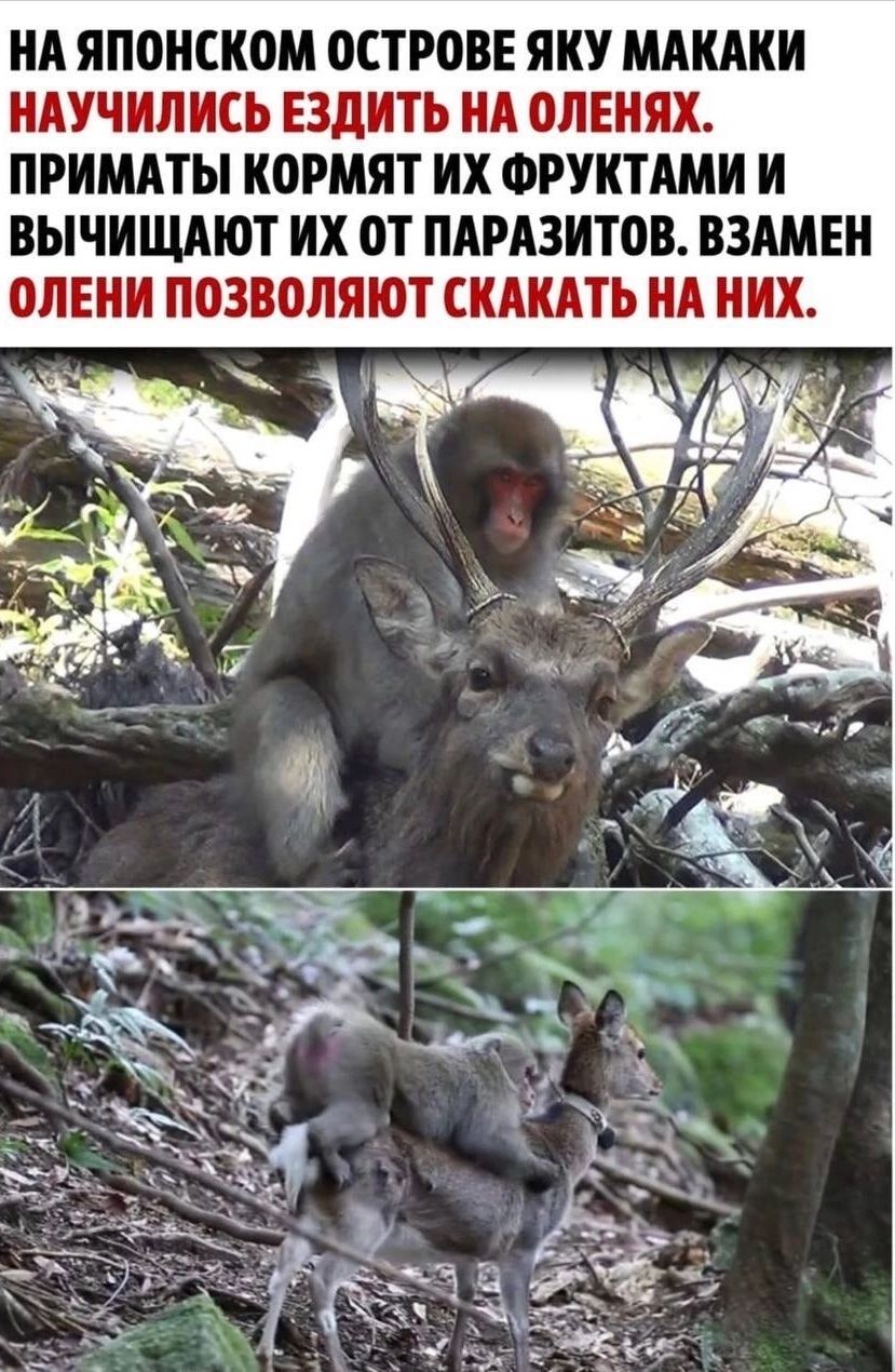А ЯПОПСКОМ ОСТРОВЕ ЯКУ МАКАКИ НАУЧИЛИСЬ ЕЗДИТЬ Нд ОЛЕНЯХ ПРИМАТЫ КВРМЯТ ИХ ФРУКТАМИ И ВЫЧИЩЛЮТ их ПАРАЗИТОВ ВЗАМЕН ЛЕНШ ПОЗВОЛЯЮТ СКДКАТЬ НА НИШ