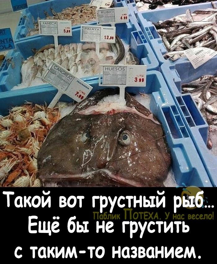Такой вот грустный рыб Ещё бы не грустить с таким то названием