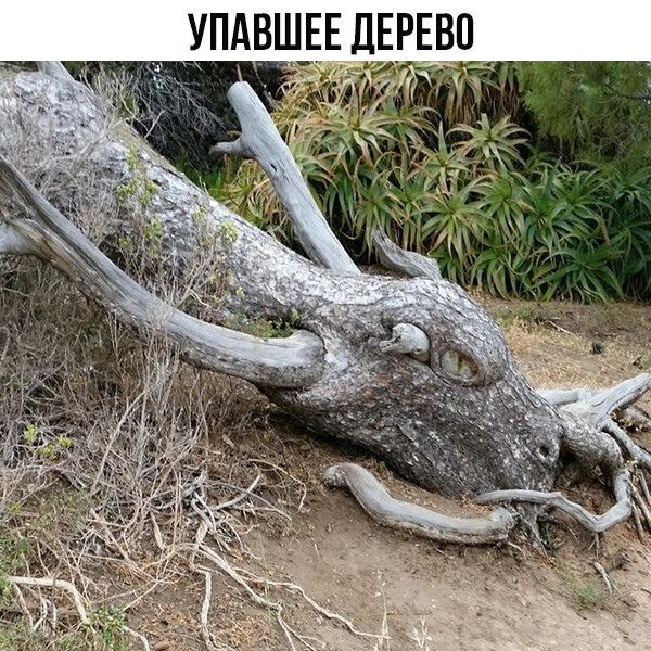 УПАБШЕЕ ДЕРЕВО
