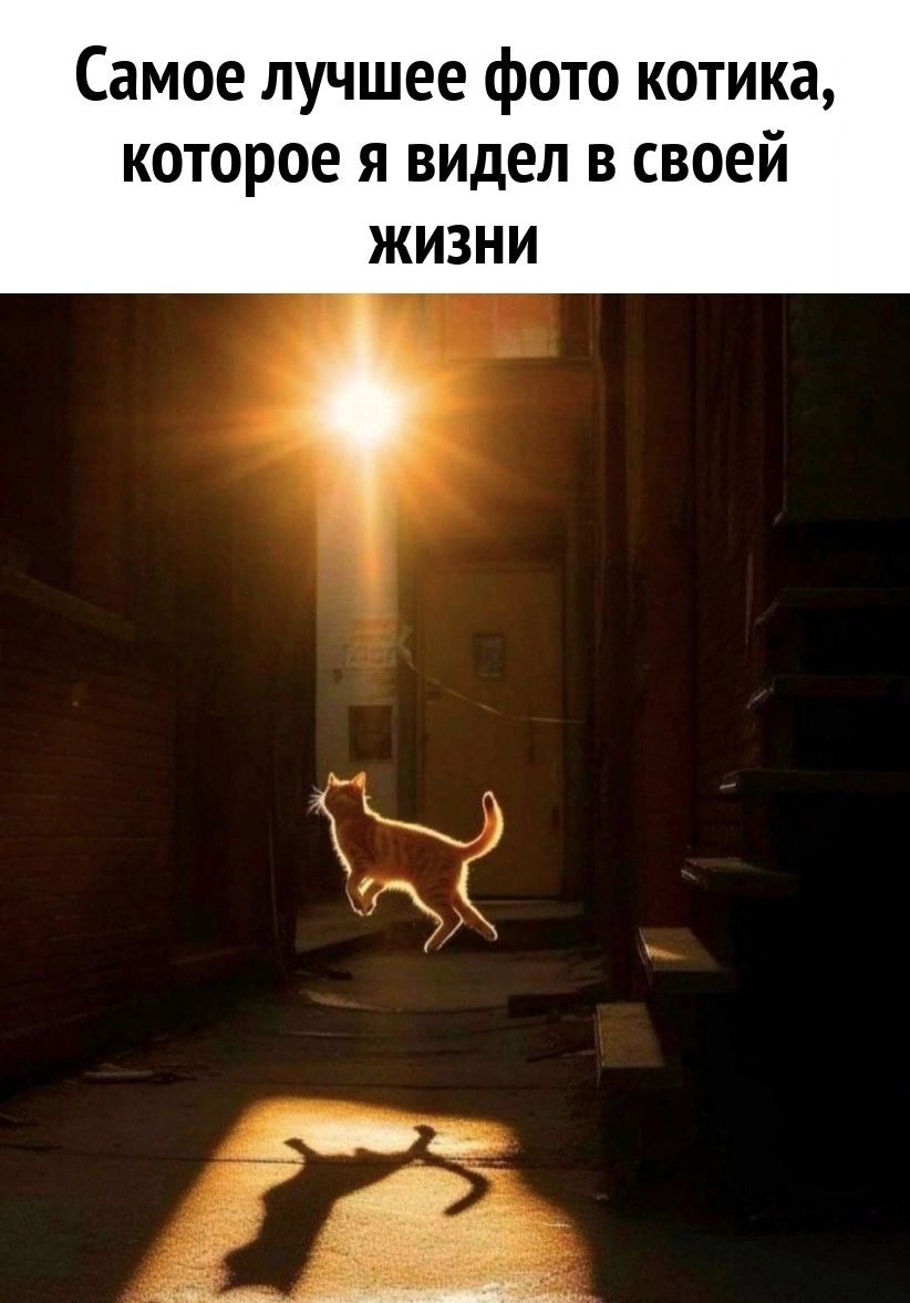 Самое лучшее фото котика которое я видел в своей жизни