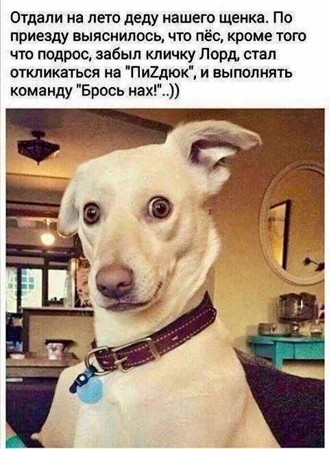 Отдали на лето деду нашего щенка По приезду выяснилось что пёс кроме того что подрос забыл кличку Лорд стал откликаться на Пи2дюк и выполнять команду Брось нах