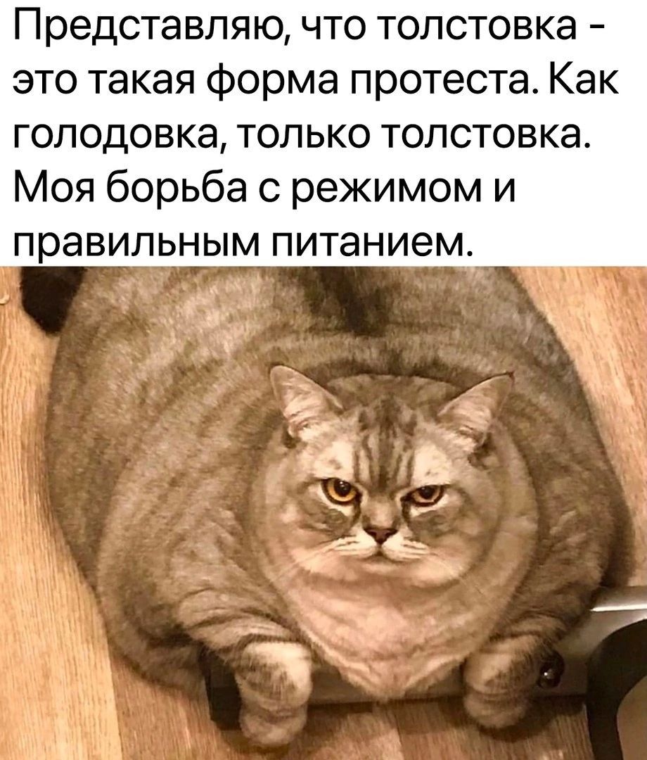 Представляю что толстовка это такая форма протеста Как голодовка только толстовка Моя борьба с режимом и правильным питанием и Ё