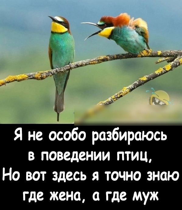 Я не особо разбираюсь в поведении птиц Но вот здесь я точно знаю где жена а где муж