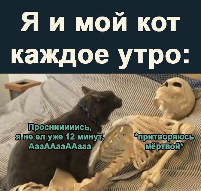 Я и мой кот каждое утро