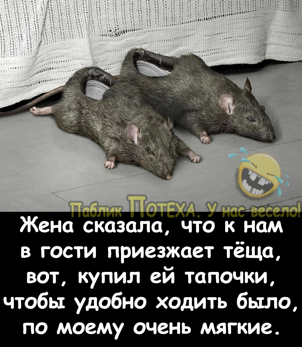 Жена сказала что к и в гости приезжает тёща вот купил ей тапочки чтобы удобно ходить было по моему очень мягкие