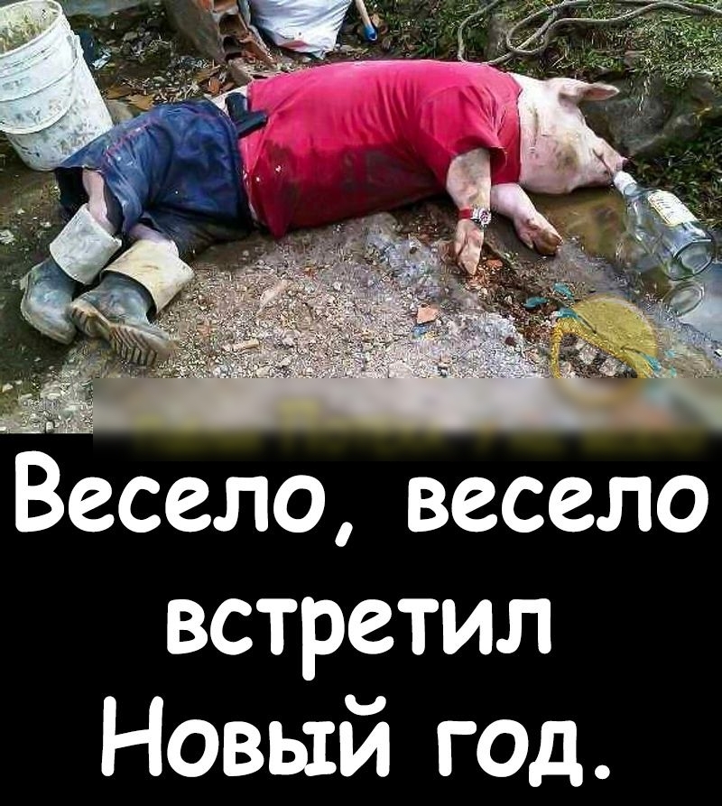 Весело весело встретил Новый год