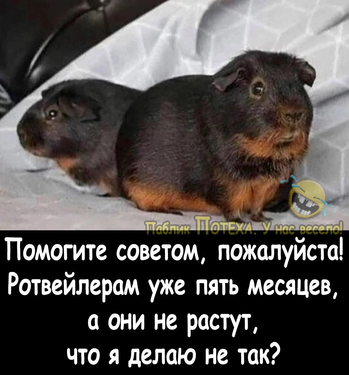 Бим ПОМОГИТЕ СОВСТОМ пожалуиста Ротвейлерам уже пять месяцев а они не растут что я делаю не так