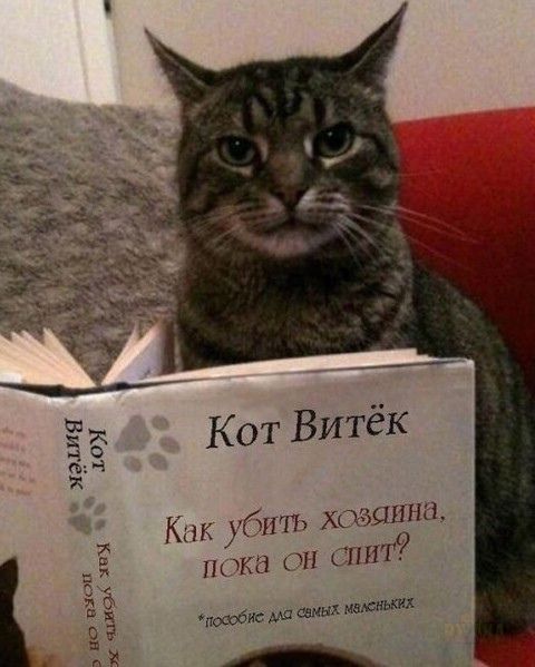 по и шин из мы ж ща Кот Витёк Кап убит югэшпш пока он спит пошбхмащкнхмшшш __