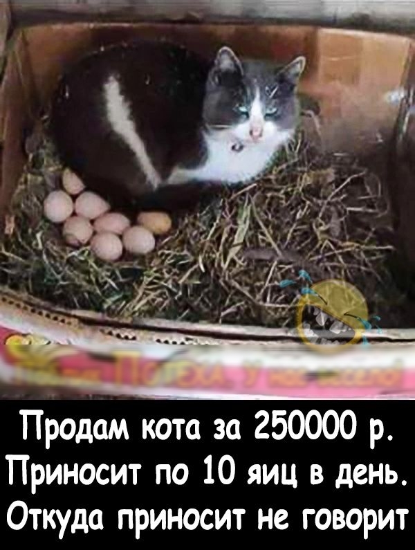 Продам кота за 250000 р Приносит по 10 яиц в день Откуда приносит не говорит
