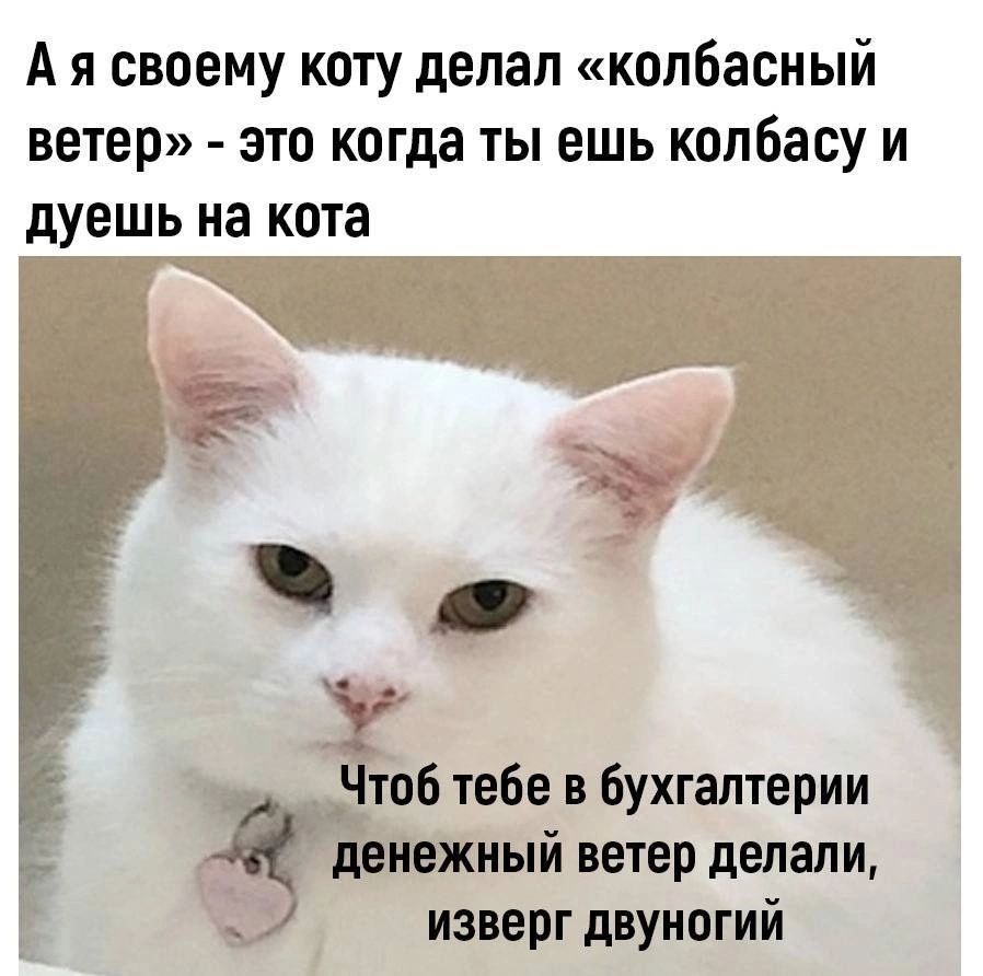 А я своему коту делал копбасный ветер это когда ты ешь колбасу и дуешь на кота Чтоб тебе в бухгалтерии денежный ветер делали изверг двуногий