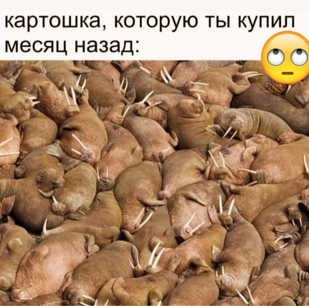 картошка которую ты купил месяц назад