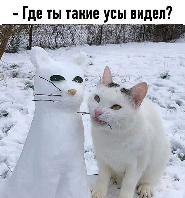 Где ты такие усы видел