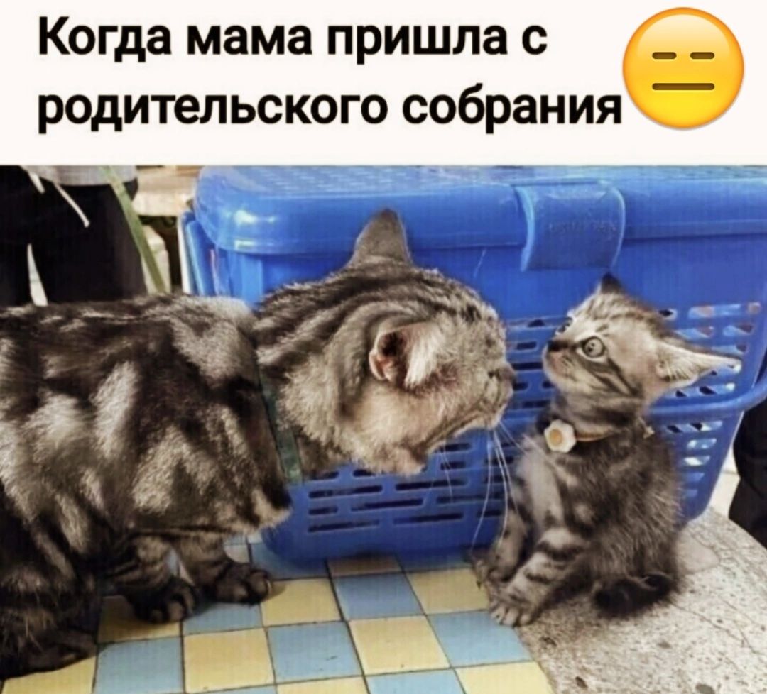 Когда мама пришла с родительского собрания _