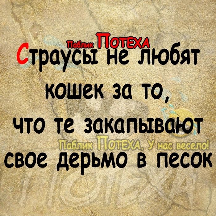 СтраУЕйНаЁюбят кошек за то _ что те закапывают даш 15 СВОЕ дерьмо В ПССОК