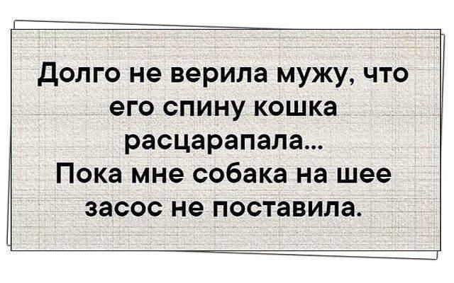 долго не верила мужу что его спину кошка расцарапала Пока мне собака на шее засос не поставила