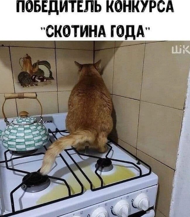 БЕЦИ СКОТИНА ГОДА