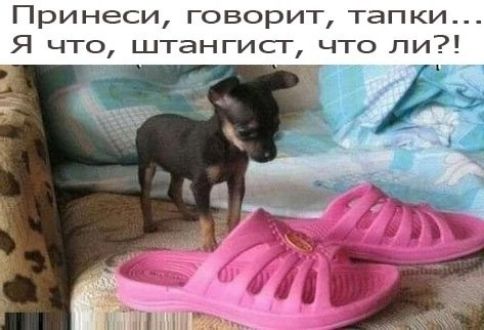 Принеси говорит тапки Я что штангисг что ли