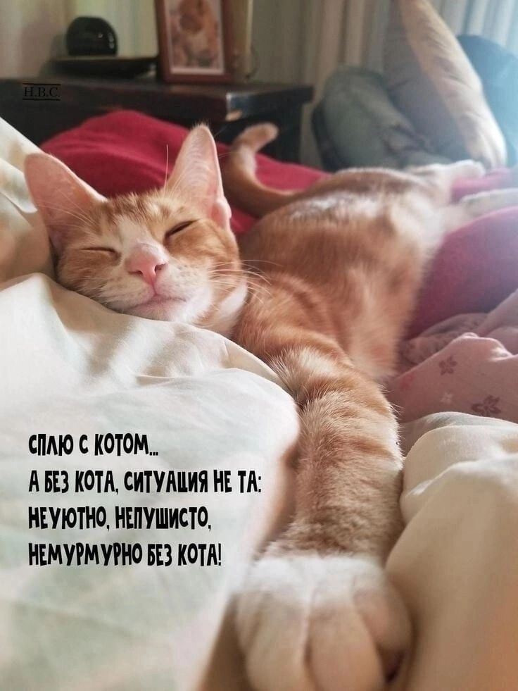 0 С КОТОМ А П КИА СИТУАЦИЯ НЕ ТА ПЕУЮПЮ ШШИСТО НШУРМУПЮ Ш КОТА