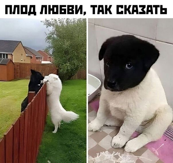 ПЛПд ЛЮБВИ ТПК СКАЗАТЬ