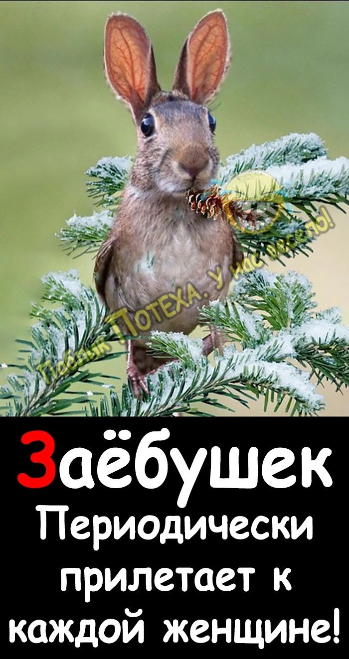 Зае бушек Периодически прилетает к каждой женщине