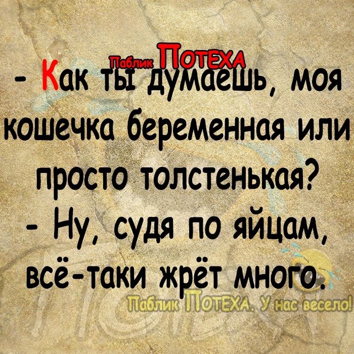 Как ь моя Кошечка беременная или просто толстенькая Ну судя по яйцам всё таки жрёт мно Инди Ыь ШЩГЛИЁ