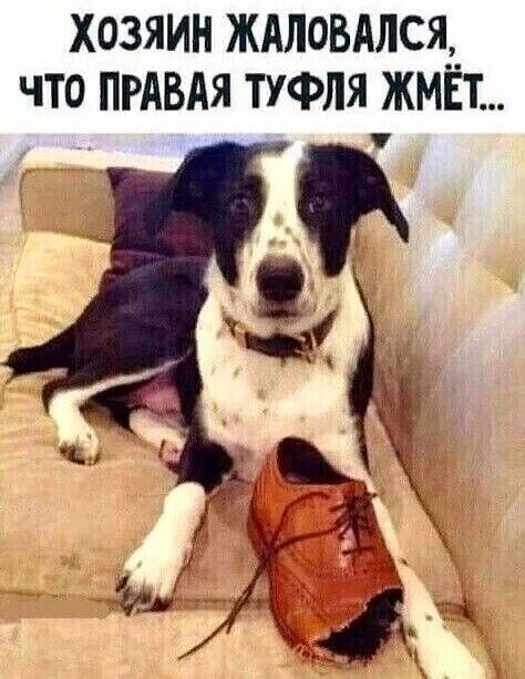 хозяин ждловдлся__ что прдвдя туфля жмет