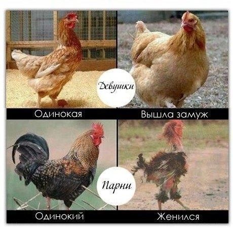 ЫНнокн Женитя