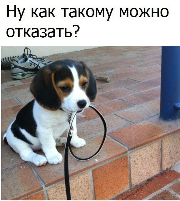 Ну как такому можно отказать