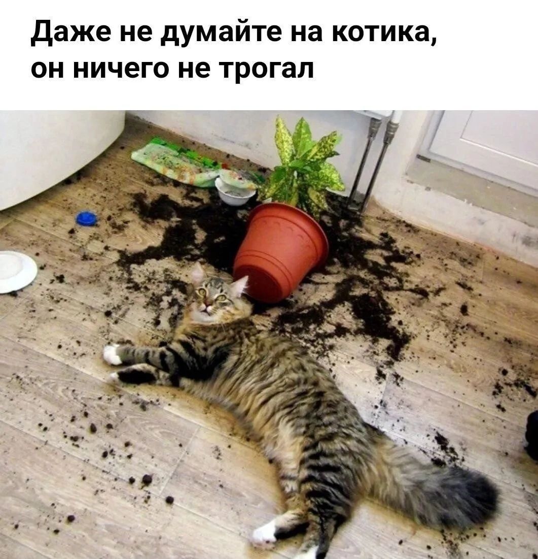 даже не думайте на котика он ничего не трогал