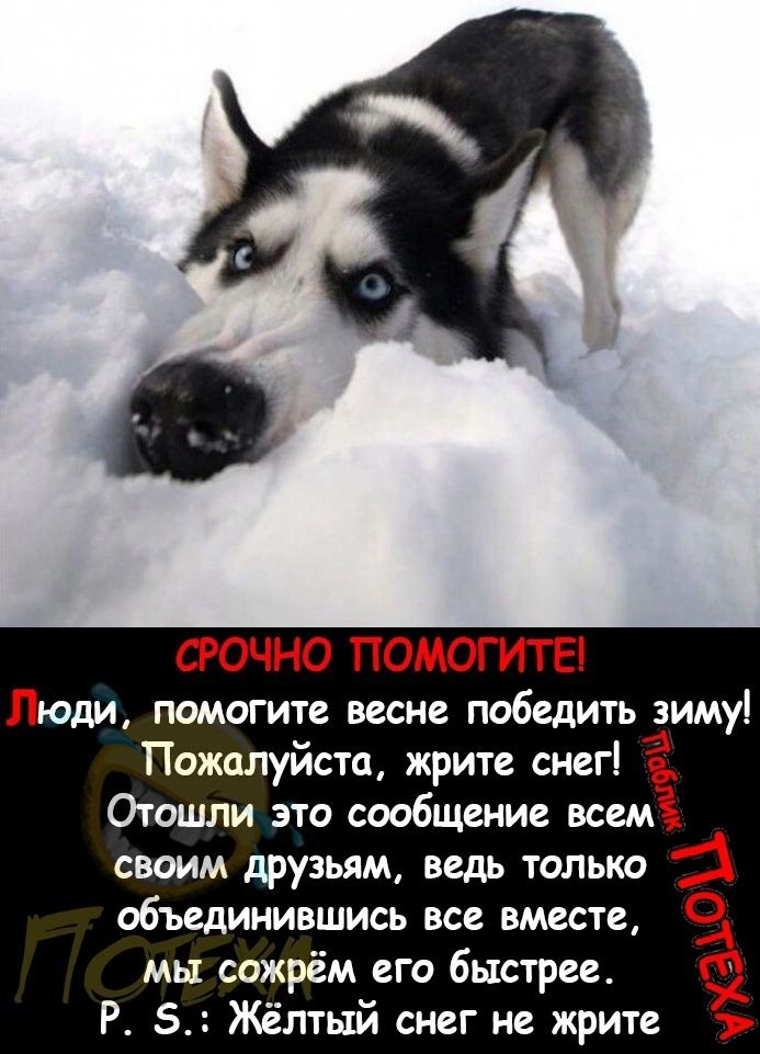 СРОЧНО ПОМОГИТЕ Люди помогите весне победить зиму Пожалуйста жрите снег Отошли это сообщение всем своим друзьям ведь только объединившись все вместе мы сажрём его быстрее Р Жёлтый снег не жрите
