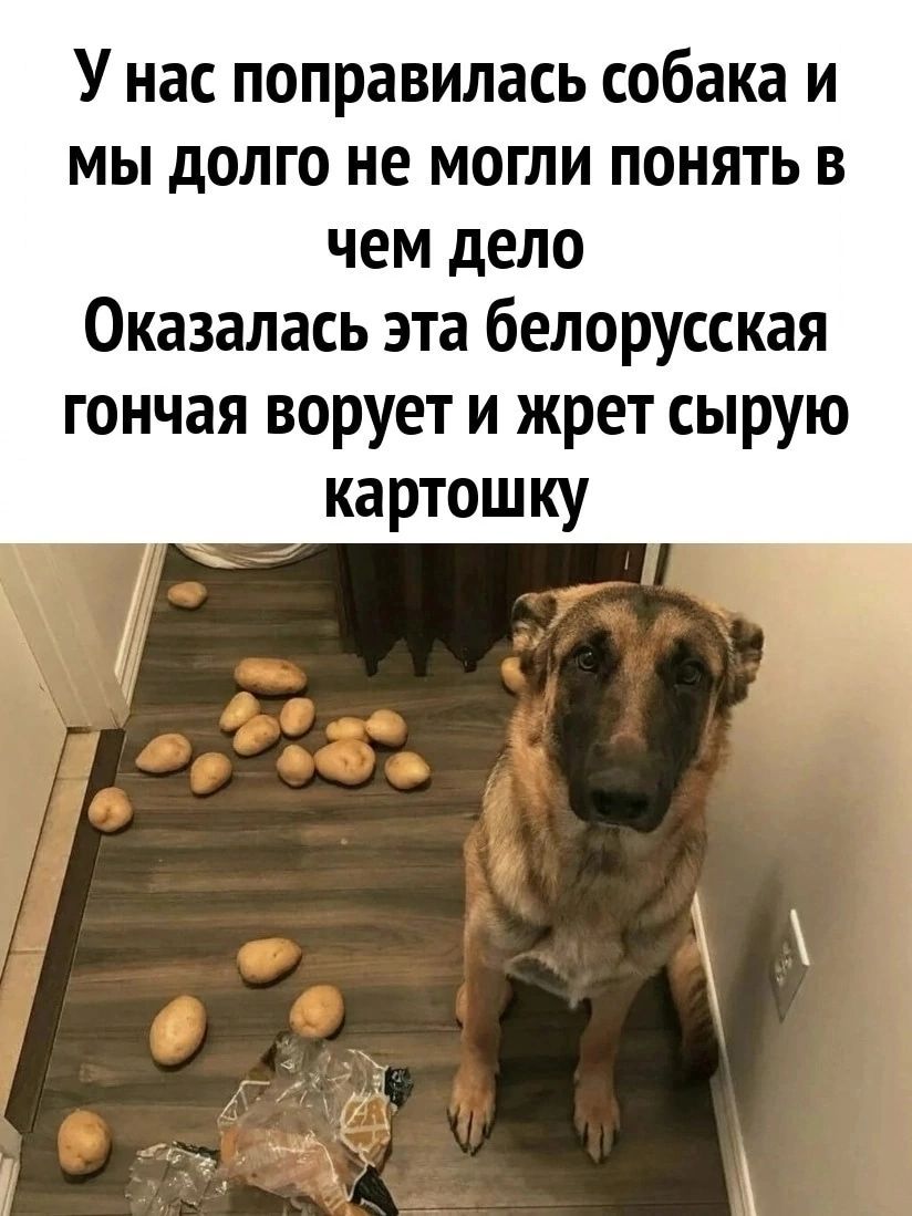 У нас поправилась собака и мы долго не могли понять в чем дело Оказалась эта белорусская гончая ворует и жрет сырую картошку
