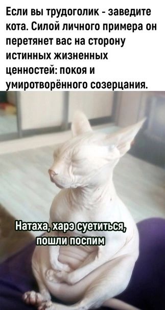 Если вы трудоголик заведите кота Силой личного примера он перетянет вас на сторону истинных жизненных ценностей покоя и миротворённого созерцания _ _