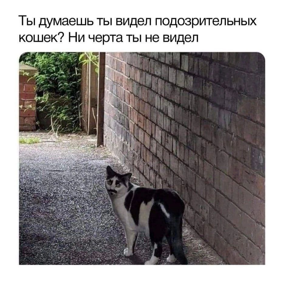 ТЫ Думаешь ТЫ ВИДЕЛ подозрительных КОШЕК НИ черта ТЫ не ВИДЕЛ