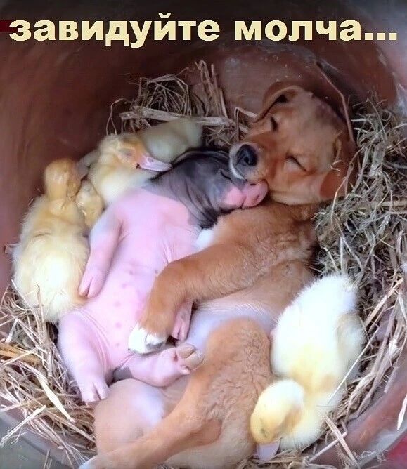 завидуйте мопчаі