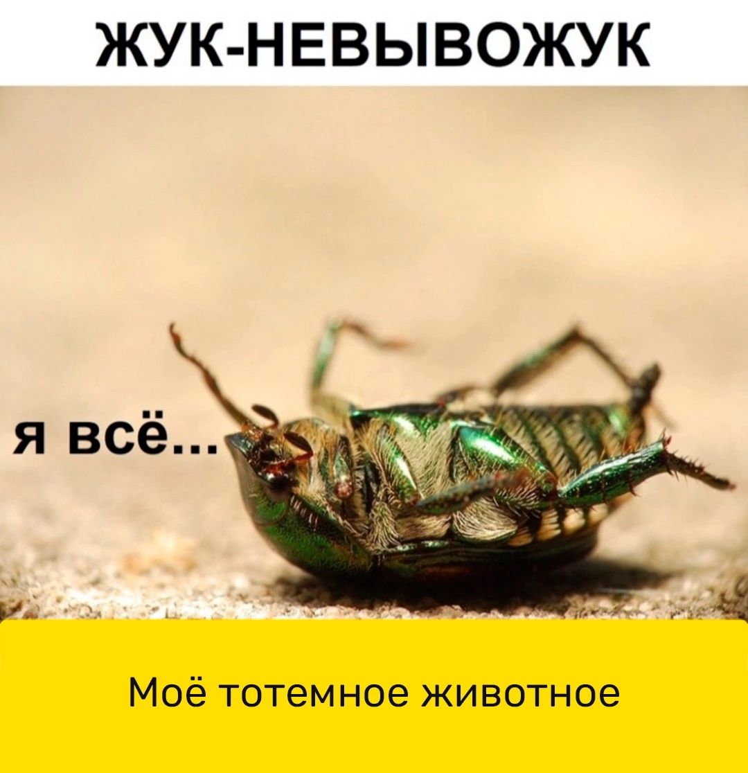 ЖУК НЕВЫВОЖУК Моё тотемное животное