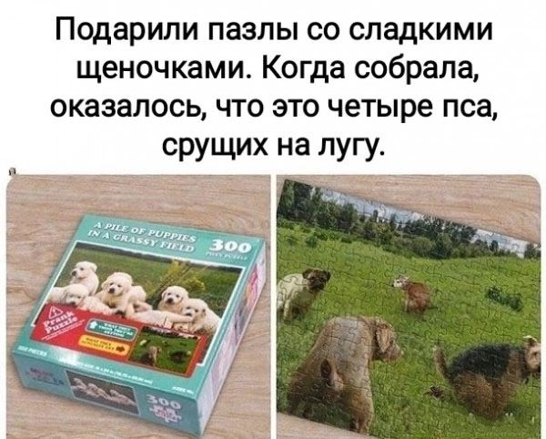 Подарили пазлы со сладкими щеночками Когда собрала оказалось что это четыре пса срущих на лугу