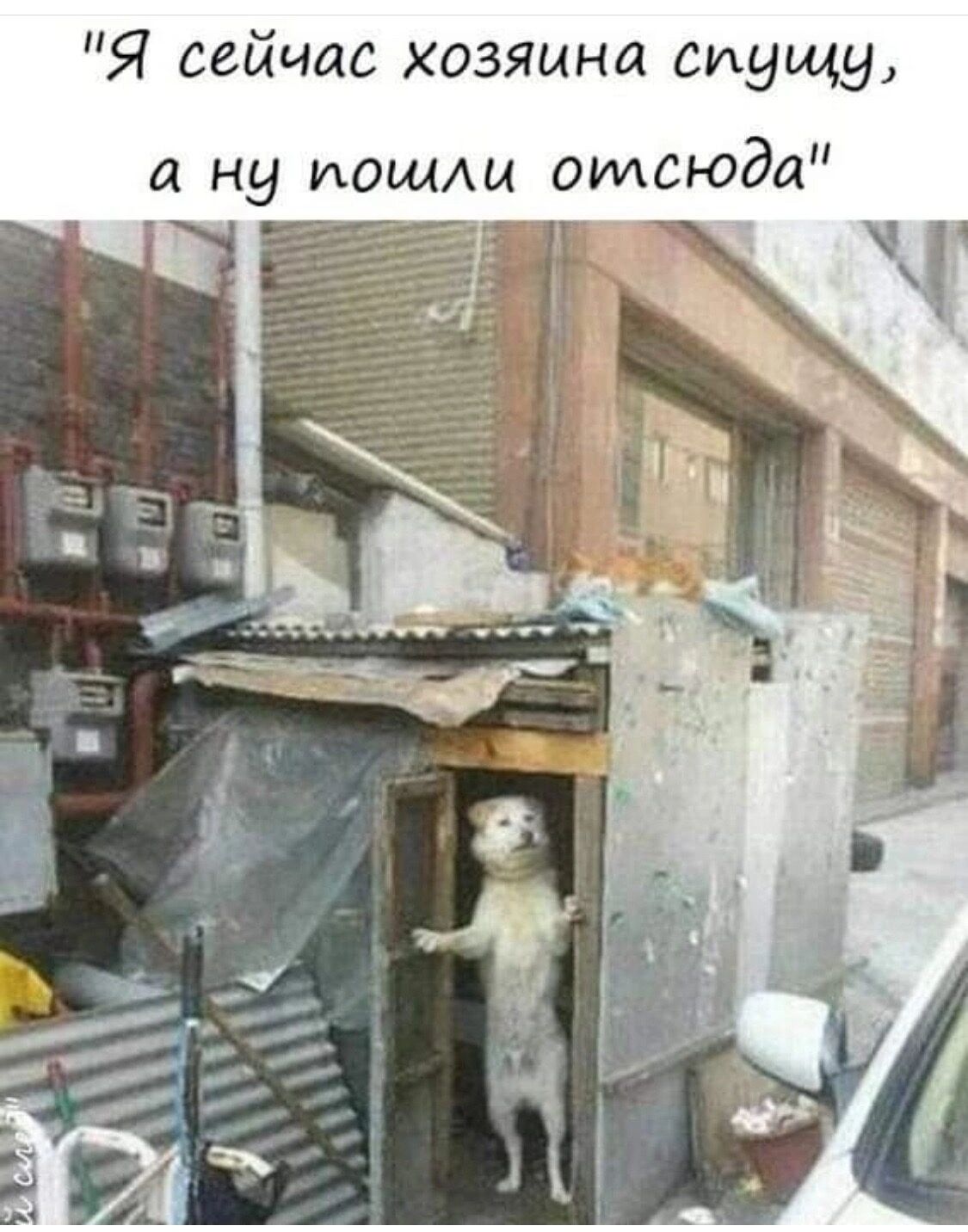 Я сейчас хозяина впущу