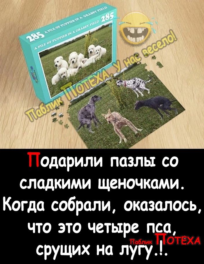 одарили пазлы со сладкими щеночками Когда собрали оказалось что это четыре пса срущих на лугу