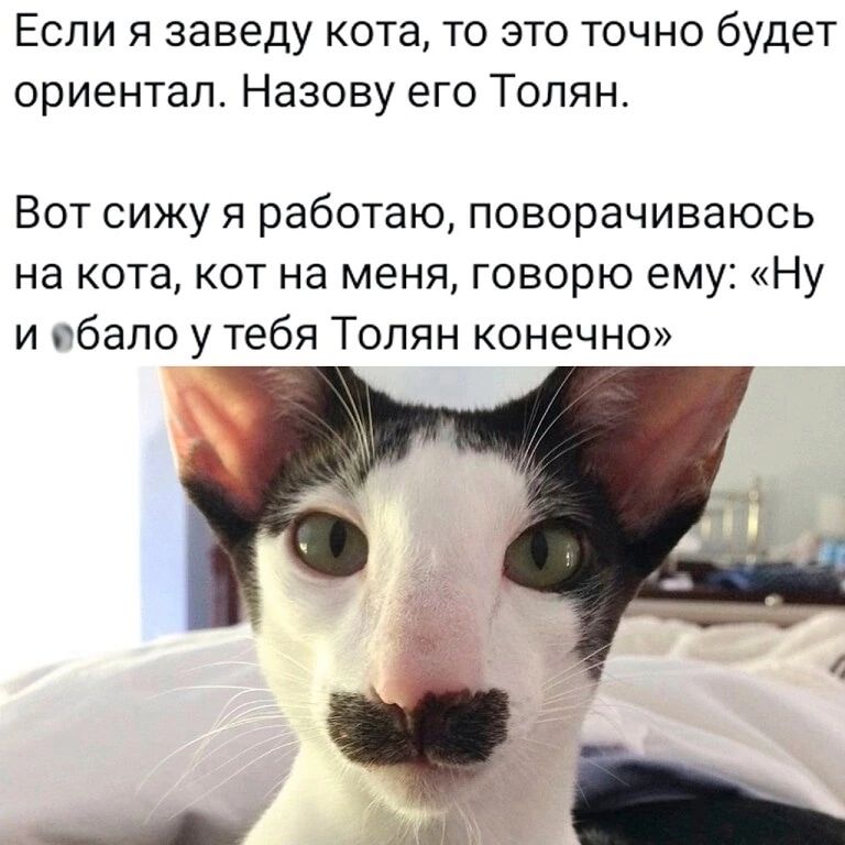 Если я заведу кота то это точно будет ориентап Назову его Толян Вот сижу я работаю поворачиваюсь на кота кот на меня говорю ему Ну и бело у тебя Толян конечно